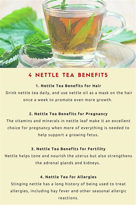 what is alingatong tree|Nettle tea benefits, side effects, and how to make it .